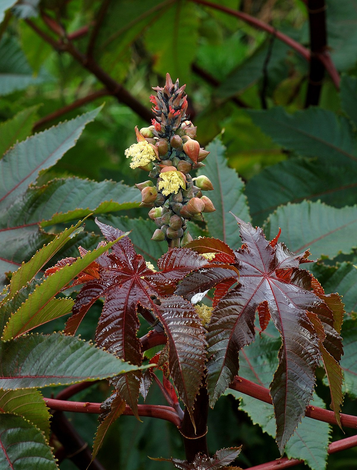  ricinus